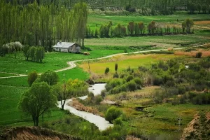 زمین کشاورزی در سله‌بن